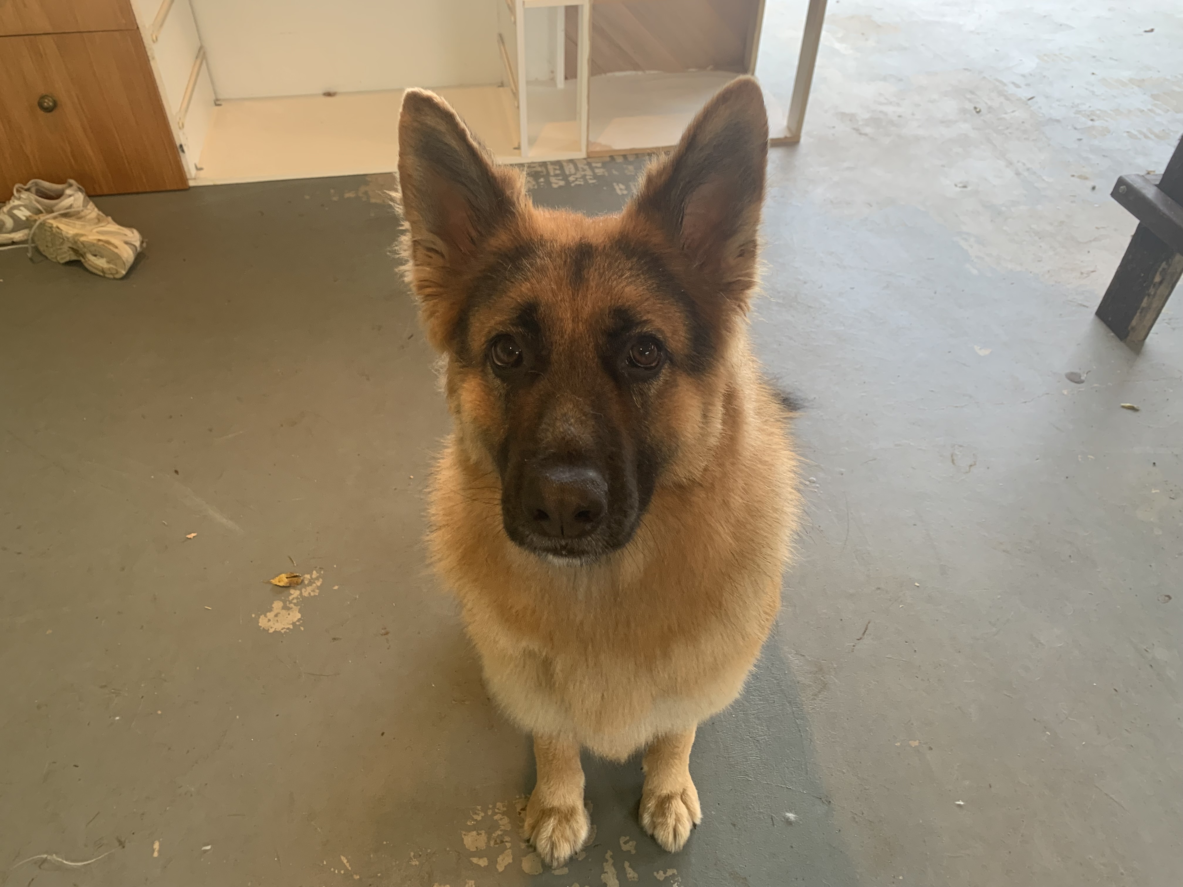 Beautiful groomed dog