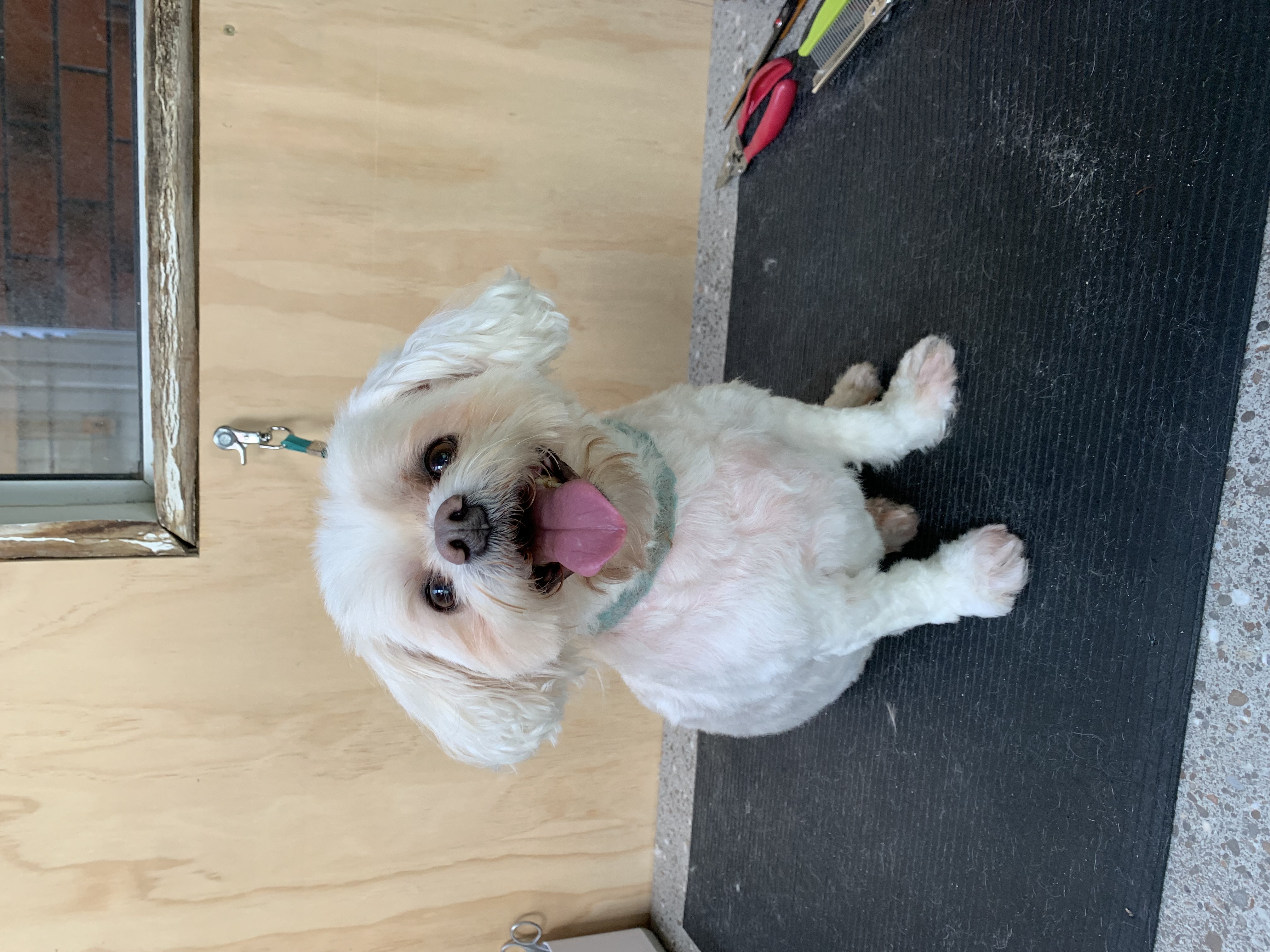 Pampered pup after grooming