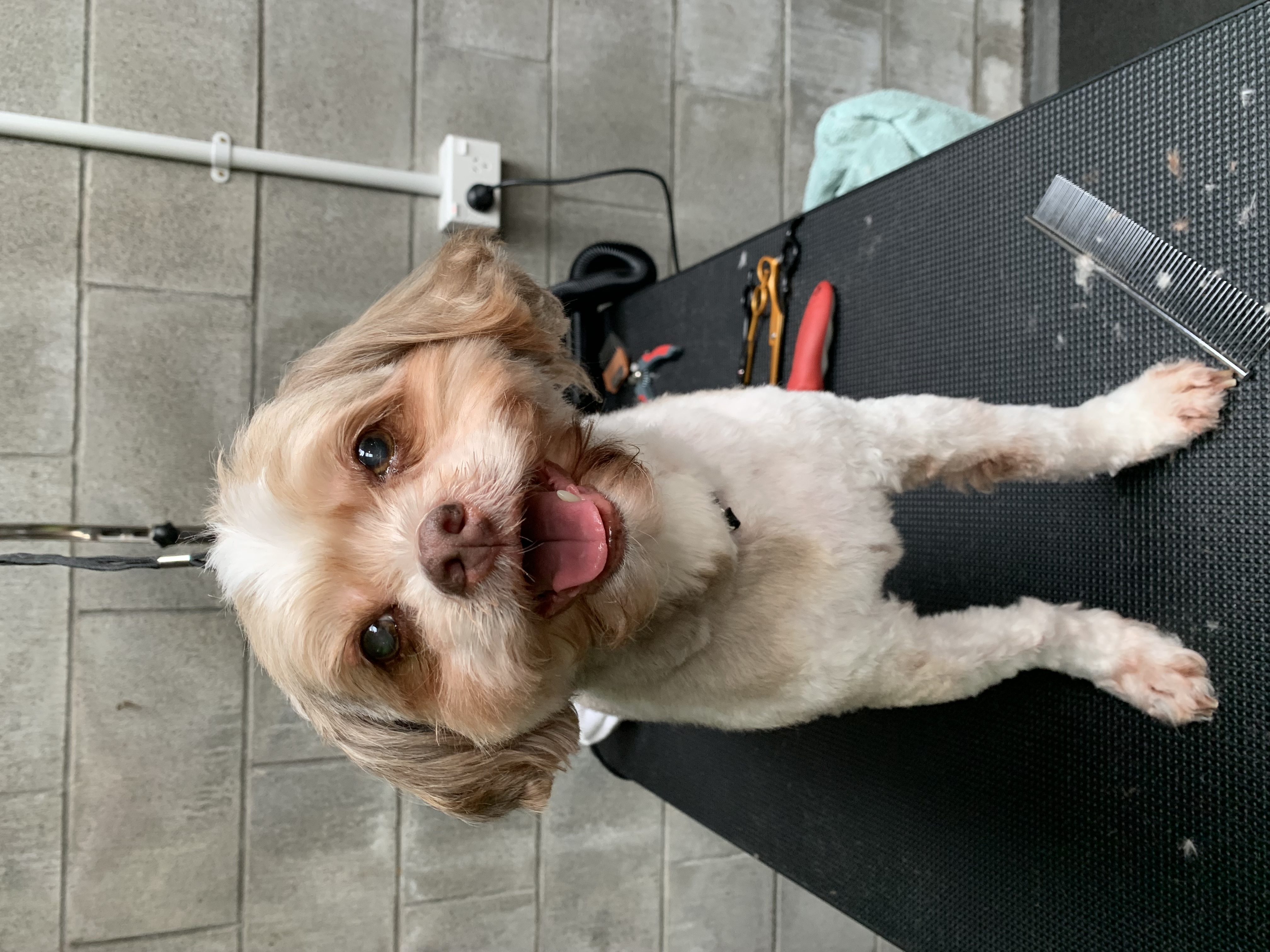 Professional dog care