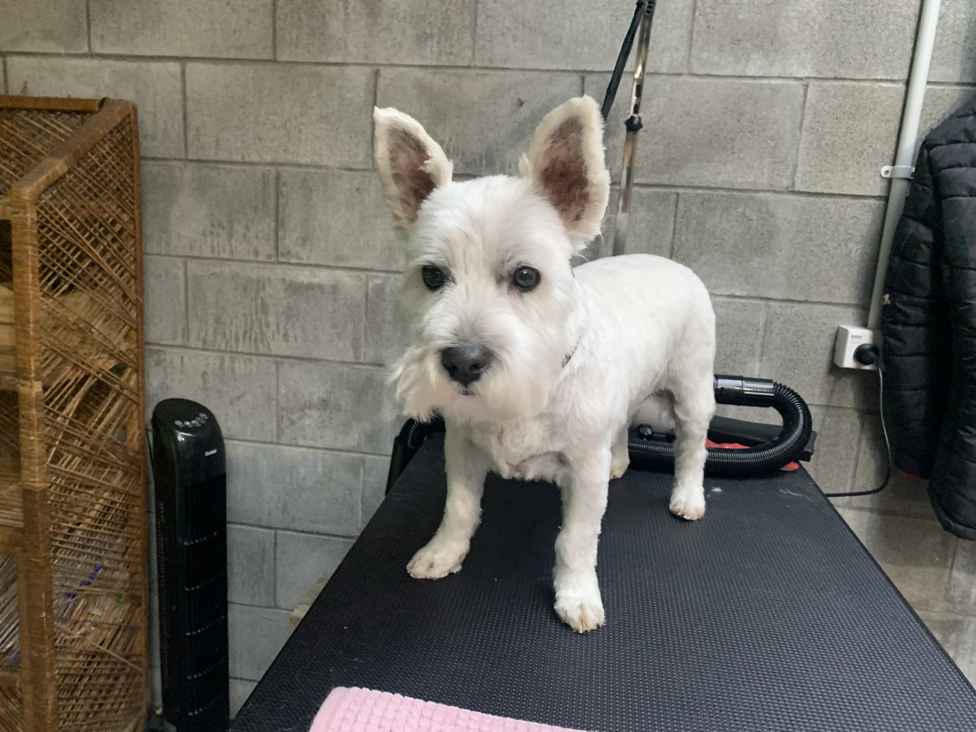 Clean and fluffy dog