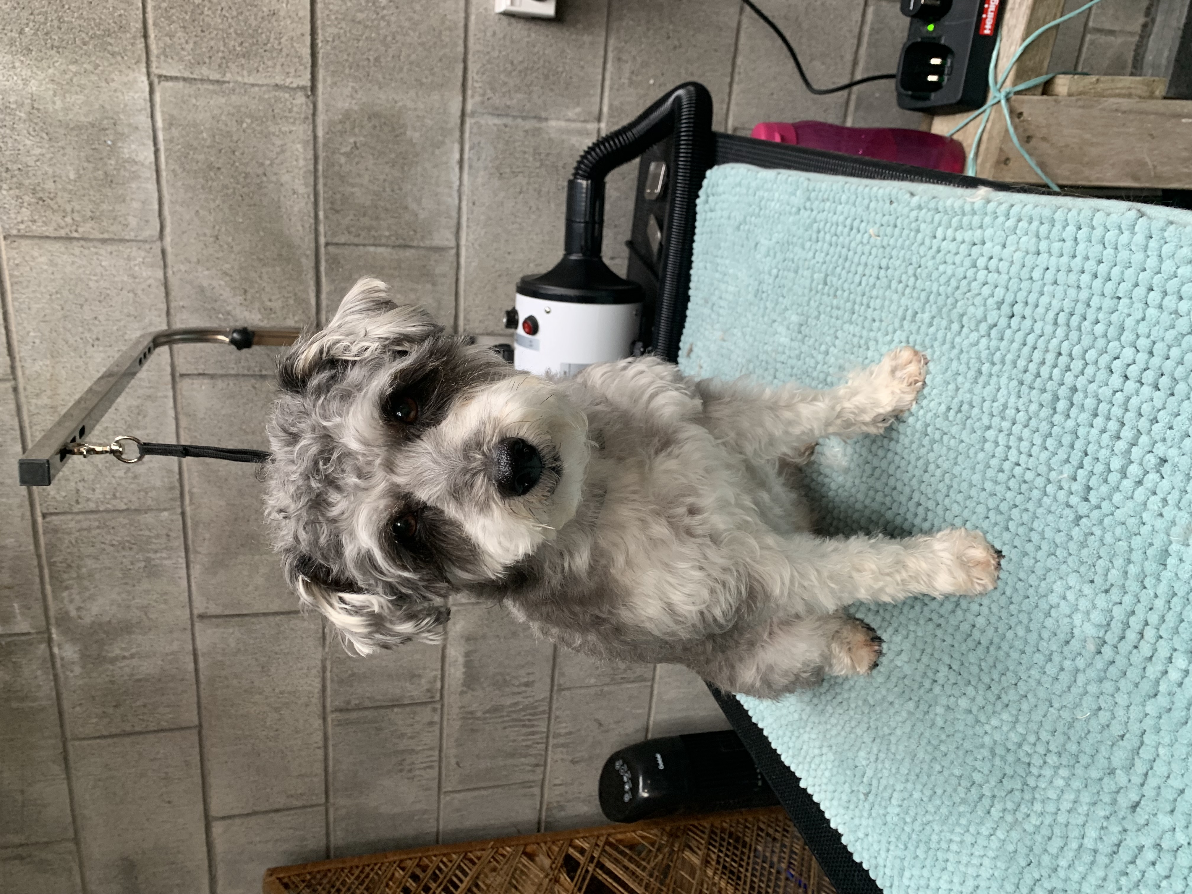 Styled and groomed pet