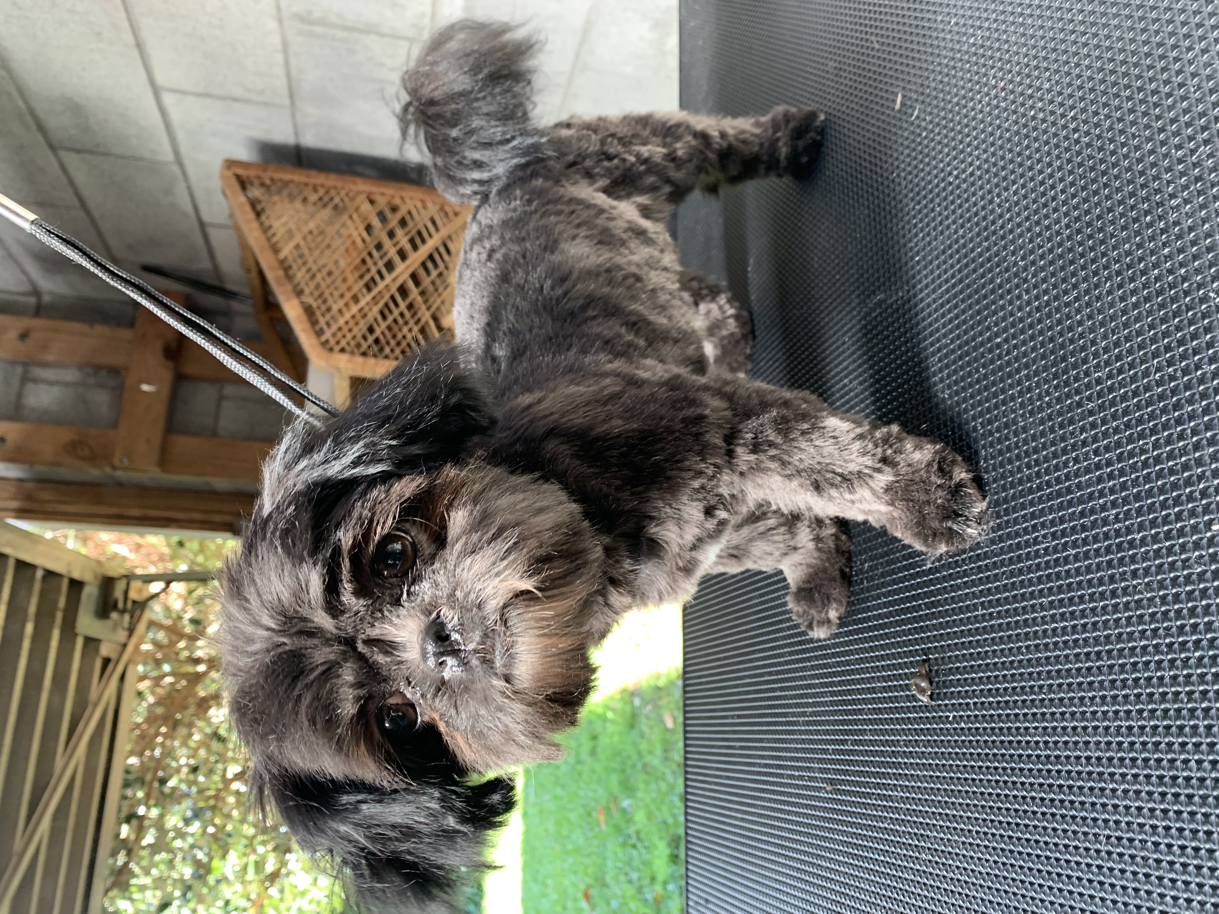 Loving grooming care